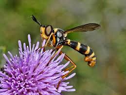 Attēlu rezultāti vaicājumam “Conopidae”