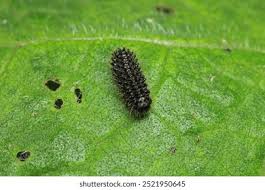 Attēlu rezultāti vaicājumam “Cimbex femoratus larva”