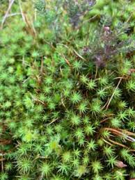Attēlu rezultāti vaicājumam “Polytrichum commune var. perigoniale”