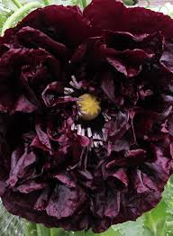 Image result for Papaver somniferum Black