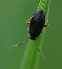 Attēlu rezultāti vaicājumam “Capsus ater”