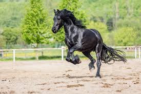 Image result for chestnut friesian