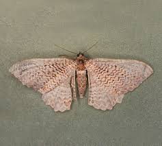 Attēlu rezultāti vaicājumam “Hydria undulata”