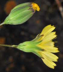 Attēlu rezultāti vaicājumam “Lapsana communis leaf”