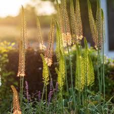 Image result for Steppenkerze