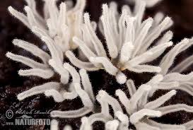 Attēlu rezultāti vaicājumam “Ceratiomyxa fruticulosa”