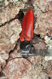 Attēlu rezultāti vaicājumam “Ampedus sanguineus”