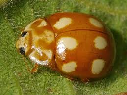 Attēlu rezultāti vaicājumam “Calvia decemguttata larva”