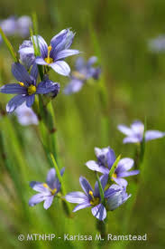 Attēlu rezultāti vaicājumam “Sisyrinchium montanum”