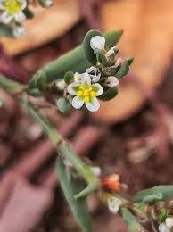 Attēlu rezultāti vaicājumam “Polygonum aviculare flower”