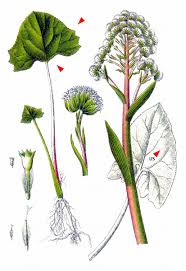 Image result for Petasites officinalis