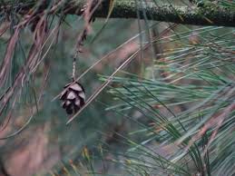 Attēlu rezultāti vaicājumam “Pinus peuce”
