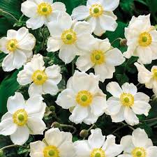 Attēlu rezultāti vaicājumam “Anemone x lipsiensis leaf”