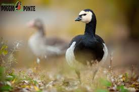 Attēlu rezultāti vaicājumam “Branta leucopsis adult”