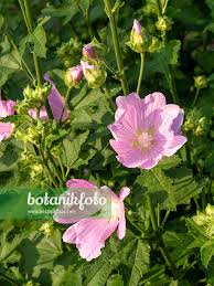 Image result for Lavatera thuringiaca