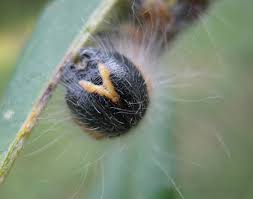 Attēlu rezultāti vaicājumam “Phalera bucephala imago”