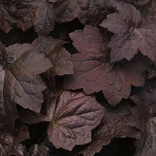 Image result for HEUCHERA americana 'Palace Purple Auslese'