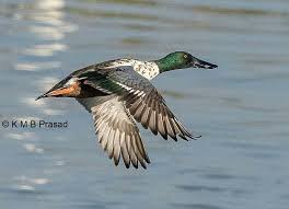 Attēlu rezultāti vaicājumam “Anas clypeata male”