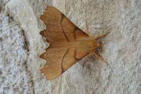 Attēlu rezultāti vaicājumam “Ennomos erosaria”