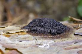 Attēlu rezultāti vaicājumam “Stemonitis fusca var. nigrescens macro”