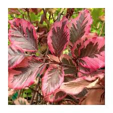 Attēlu rezultāti vaicājumam “Fagus sylvatica fo. purpurea fruit”