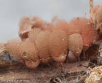 Attēlu rezultāti vaicājumam “Arcyria incarnata spores”