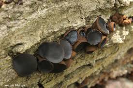 Attēlu rezultāti vaicājumam “Bulgaria inquinans”