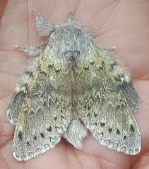 Attēlu rezultāti vaicājumam “Stauropus fagi”