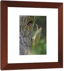 Attēlu rezultāti vaicājumam “Picus viridis nest”