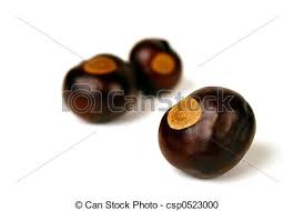 Stock Fotografie von drei, ohio, Buckeyes - Buckeye, Nüsse, von ... - can-stock-photo_csp0523000