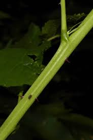Attēlu rezultāti vaicājumam “Rubus nessensis leaf”