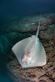 Image result for Hypanus longus