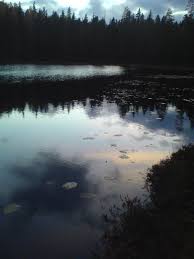 Attēlu rezultāti vaicājumam “Nothorhina punctata”