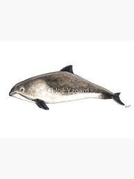 Image result for Phocoena phocoena