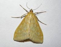 Attēlu rezultāti vaicājumam “Sitochroa verticalis”