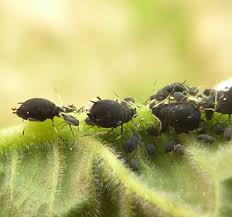 Attēlu rezultāti vaicājumam “Aphelia viburniana”