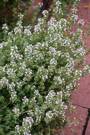 Attēlu rezultāti vaicājumam “Thymus vulgaris”