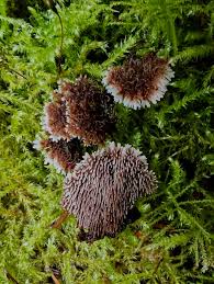 Attēlu rezultāti vaicājumam “Gloiodon strigosus”