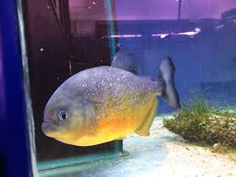 Image result for Prestatyn Piranhas