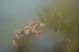 Attēlu rezultāti vaicājumam “Rana temporaria adult”