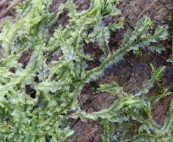 Attēlu rezultāti vaicājumam “Lophocolea bidentata”