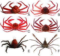 Image result for Chionoecetes opilio