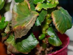 Image result for Бегония Элатиор 12х22 4601887072423