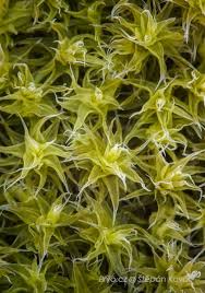 Attēlu rezultāti vaicājumam “Racomitrium canescens”