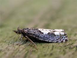 Attēlu rezultāti vaicājumam “Epinotia trigonella”