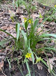 Attēlu rezultāti vaicājumam “Gagea lutea”