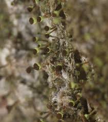 Attēlu rezultāti vaicājumam “Chaenotheca phaeocephala”