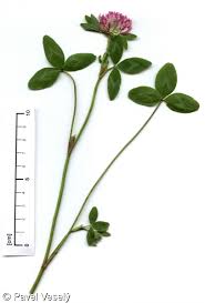 Attēlu rezultāti vaicājumam “Trifolium pratense”