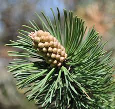 Attēlu rezultāti vaicājumam “Pinus mugo male flower”