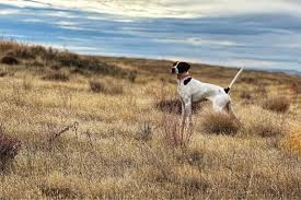 Image result for Pointers